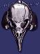 Sterling Silver Crow Skull Ring sz 13