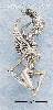Sterling Silver WINGED WOMAN CHARM Sterling Silver WINGED WOMAN CHARM